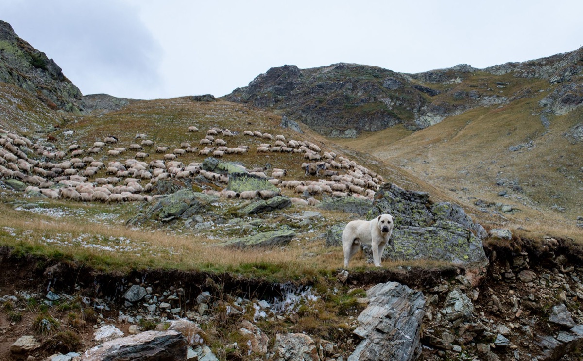 pecora alpina in montagna